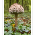 Macrolepiota procera (Coulemelle, Lépiote élevée)