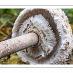 Macrolepiota procera (Coulemelle, Lépiote élevée)