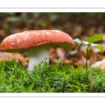 Russula lepida (russule jolie)