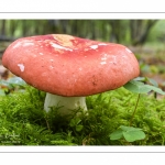 Russula lepida (russule jolie)