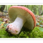 Russula lepida (russule jolie)