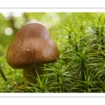 Cortinarius brunneus (Cortinaire brun) probable