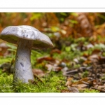 Cortinarius paralbocyaneus Eyssartier