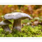 Cortinarius paralbocyaneus Eyssartier