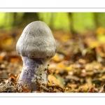 Cortinarius paralbocyaneus Eyssartier