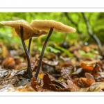 marasmius alliaceus (marasme à odeur d'ail)