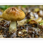 Tricholoma ustale (Tricholome brûlé)