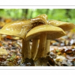 Tricholoma ustale (Tricholome brûlé)