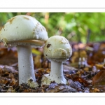 Amanita citrina (amanite citrine)