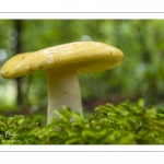 russula ochroleuca (russule ocre et blanc)