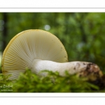 russula ochroleuca (russule ocre et blanc)