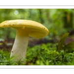 russula ochroleuca (russule ocre et blanc)