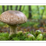 Agaricus langei (Agaric rougissant, Agaric de Lange)