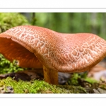 Cortinarius bolaris (cortinaire ocre-rouge)