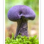 Cortinarius violaceus (Cortinaire violet )