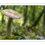 Cortinarius sp.