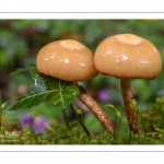 Hypholoma fasciculare (Hypholome fasciculé, Hypholome en touffe)