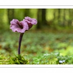 Laccaria amethystina (Laccaire améthyste, Clitocybe améthyste)