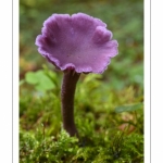 Laccaria amethystina (Laccaire améthyste, Clitocybe améthyste)