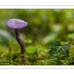 Laccaria amethystina (Laccaire améthyste, Clitocybe améthyste)