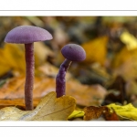 Laccaria amethystina (Laccaire améthyste, Clitocybe améthyste)