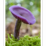 Laccaria amethystina (Laccaire améthyste, Clitocybe améthyste)