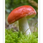 Russula fageticola (Russule du hêtre)