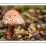 Cortinarius bolaris (cortinaire ocre-rouge)