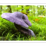 Cortinarius violaceus (Cortinaire violet)