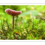 Laccaria amethystina (laccaire améthyste)