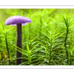 Laccaria amethystina (laccaire améthyste)