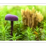 Laccaria amethystina (laccaire améthyste)