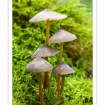 France, Somme (80), Crécy-en-Ponthieu, forêt de Crécy, Champignon, Mycena crocata (Mycène dorée, Mycène à lait orangé, Mycène safran) // France, Somme (80), Crécy-en-Ponthieu, Crécy forest, Mushroom, Mycena crocata