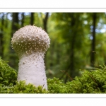 Lycoperdon perlatum (Vesse-de-loup perlée)