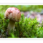 Amanita rubescens (amanite rougissante, amanite vineuse, amanite rougeâtre)