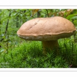 Tylopilus felleus (Bolet amer, Bolet de fiel, Chicotin, Faux cèpe)