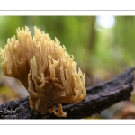 Ramaria stricta (Clavaire dressée, Clavaire droite, Ramaire droite)