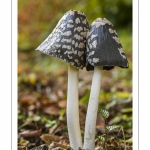 Coprinus picaceus (Coprin noir et blanc, Coprin Pie, Coprinopsis picacea)