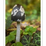 Coprinus picaceus (Coprin noir et blanc, Coprin Pie, Coprinopsis picacea)