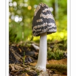 Coprinus picaceus (Coprin noir et blanc, Coprin Pie, Coprinopsis picacea)