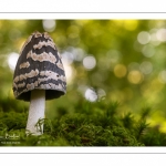 Coprinus picaceus (Coprin noir et blanc, Coprin Pie, Coprinopsis picacea)