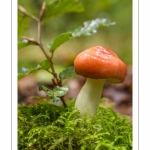 Russula fageticola (Russule du hêtre)