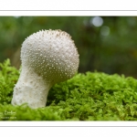 Lycoperdon perlatum (Vesse-de-loup perlée)