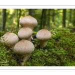 Lycoperdon perlatum (Vesse-de-loup perlée)