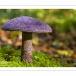 Cortinarius violaceus (cortinaire violet)