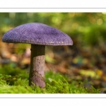 Cortinarius violaceus (cortinaire violet)