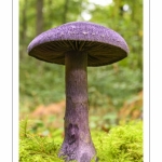 Cortinarius violaceus (cortinaire violet)