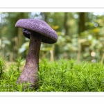 Cortinarius violaceus (cortinaire violet)