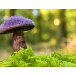 Cortinarius violaceus (cortinaire violet)