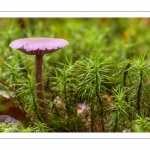 Laccaria amethystina (laccaire améthyste)